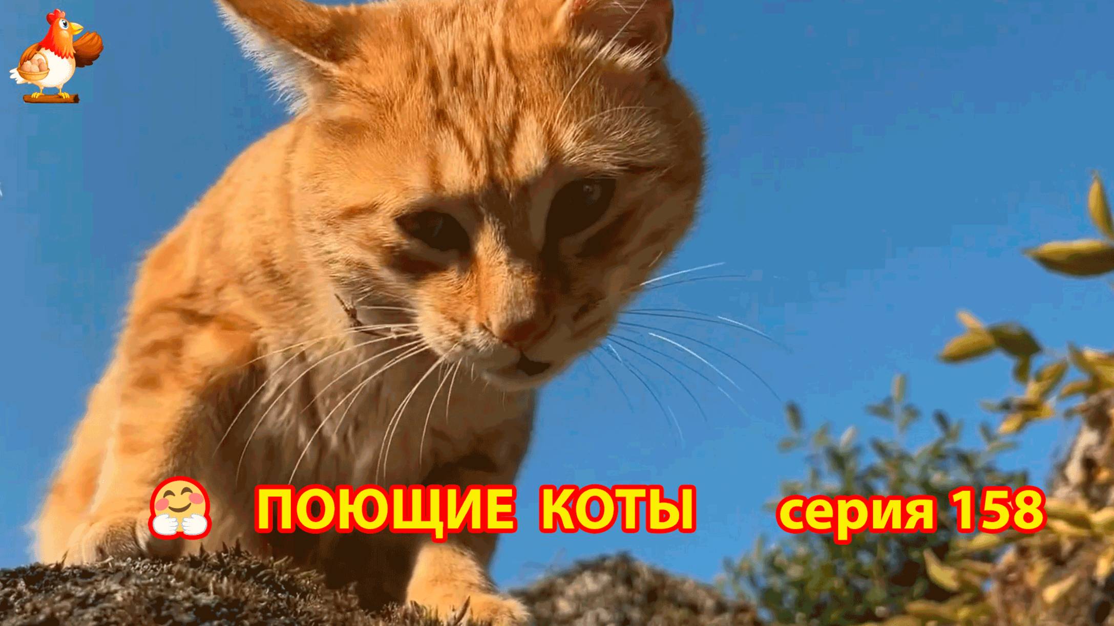 Крутые коты у птичьего двора серия (158) 🐈🐈😹 Природа Абхазии и подворье с птицами и животными ❣