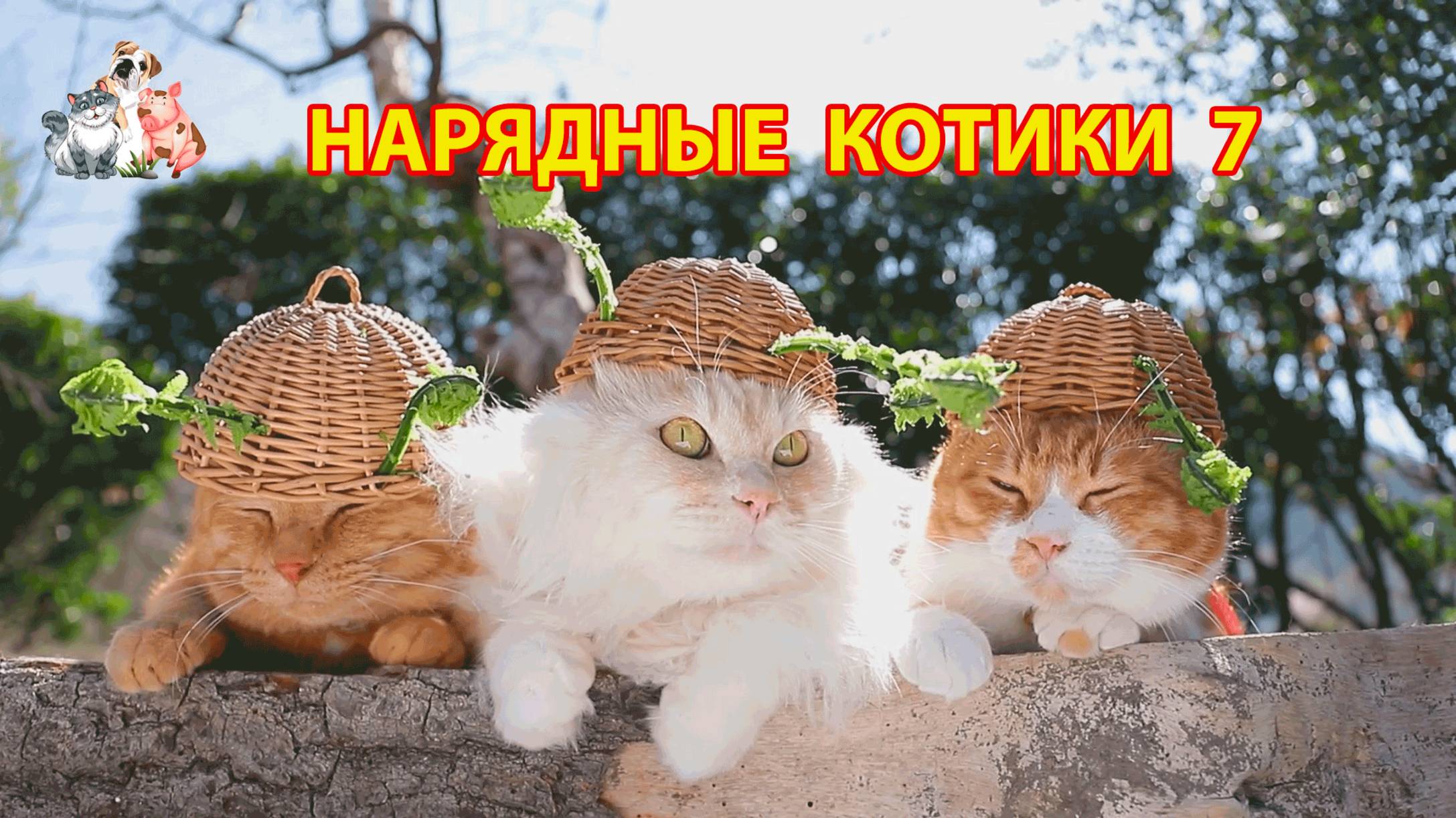 Нарядные Котики расслабляются на солнышке 🌞 🐈🐈⬛🐈 (7)