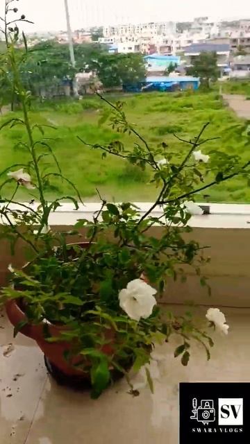 Nature's Serenity: A Relaxing Short Video