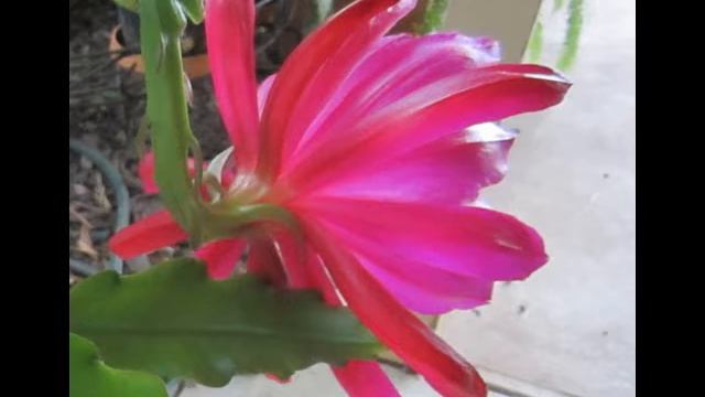 OLGAS CACTI     COLLECTION OF EPIPHYLLUM  video1