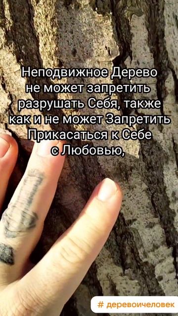 Дерево и Человек в Любви рождают огромную Порцию Доброй Энергии #дерево #человек #энергия