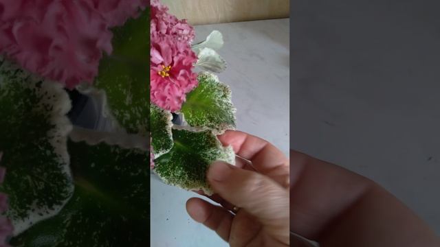 1000032991.mp4