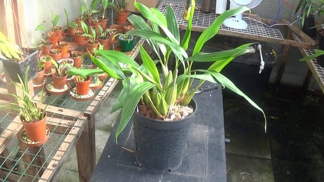 Coelogyne orchid requirements.