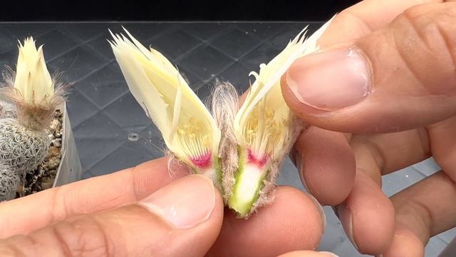 今天來切仙人掌花—士童屬 密刺丸Frailea densispina