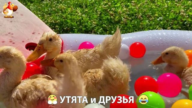 Утята с друзьями – мир нежных эмоций 🤗 эпизод 2