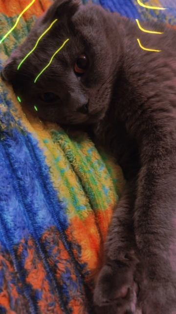 🔴КОТ СМОКИ🔴