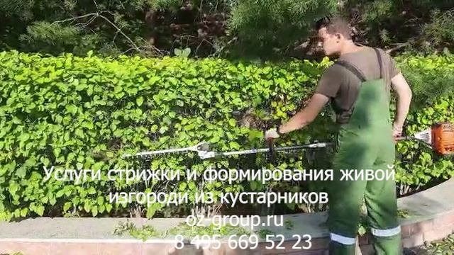 Услуги стрижки и формирования живой изгороди из кустарников. Выезд Агрономов по Москве и области.