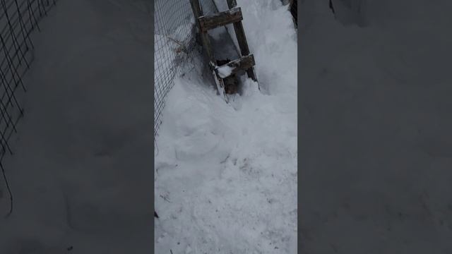 Я борюсь со снегом, но снег пока побеждает.
