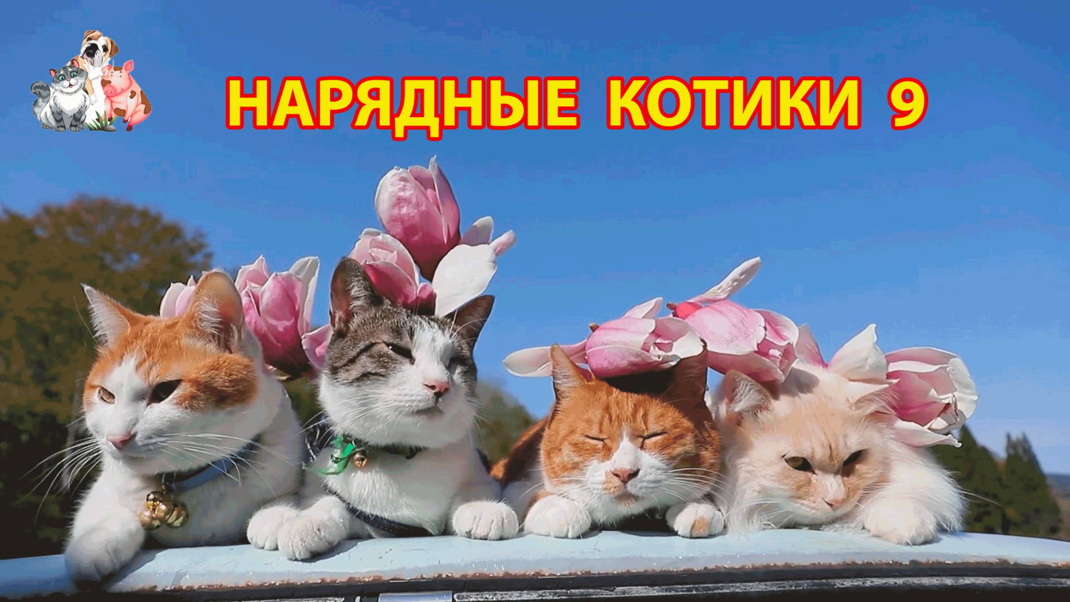 Нарядные Котики расслабляются на солнышке 🌞 🐈🐈⬛🐈 (9)