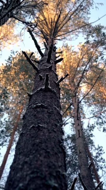 соссна поет