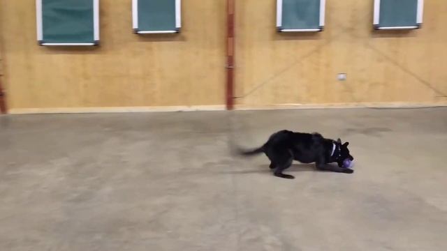 Black Beauty "Iris von Prufenpuden" 9 Mo's Fun Ball Play & Training