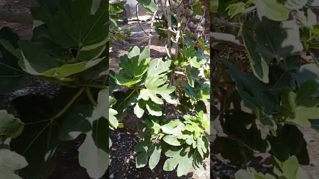 شجرة التين وفوائدها العظيمة🌱