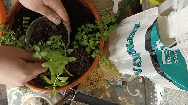 Кашпо которые начнут нас радовать в начале мая