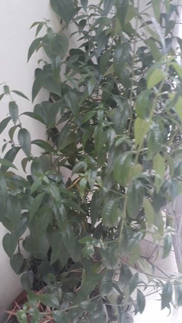 SERPINTINA GAMOT SA DIABETES AT IBA PANG SAKIT SAKIT