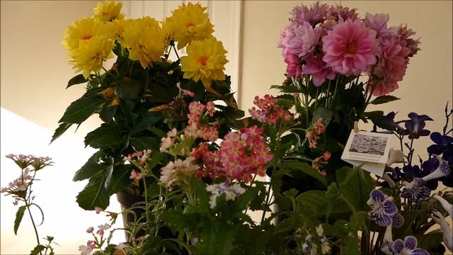 New Plants From Gardening Scotland Horticultural Show