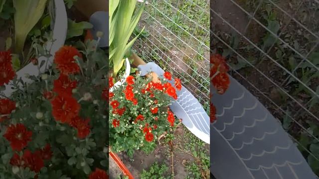 мята наступает