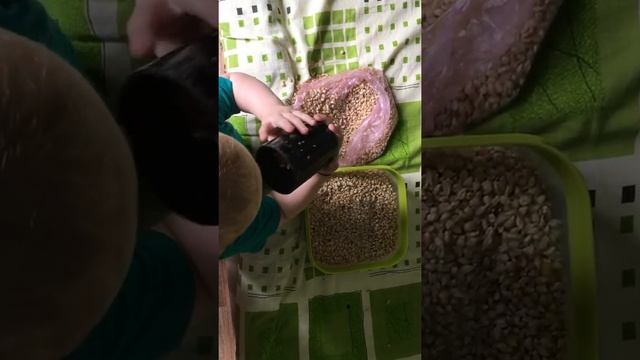Семена кукурузы