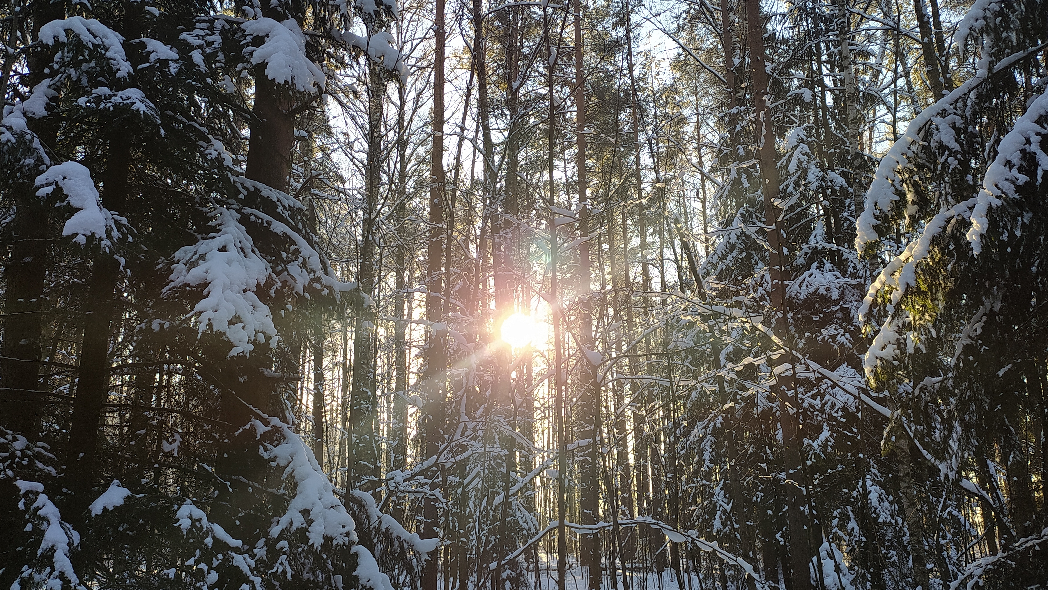 20 февраля. Луков день. Могущница. День леденцового петушка на палочке.✨