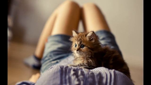 Некоторым нельзя заводить даже котенка