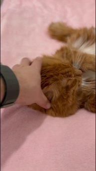 Кот Тима на релаксе)