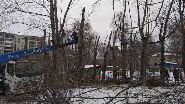 Обрезка 46 единиц тополей(1)