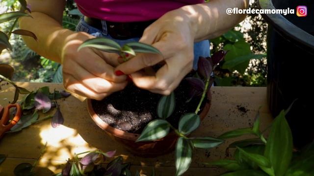 TRADESCANTIA a MELHOR forma de FAZER MUDAS!