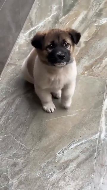 Щенок, который очень хочет кушать