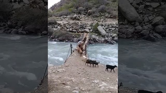 Сорво