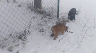 щенок с белой полоской