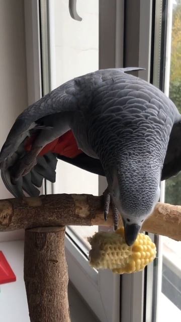 Жако Мидж: «Ласточка» на бревне…😄 #shorts #попугай #parrot #жако #africangrey