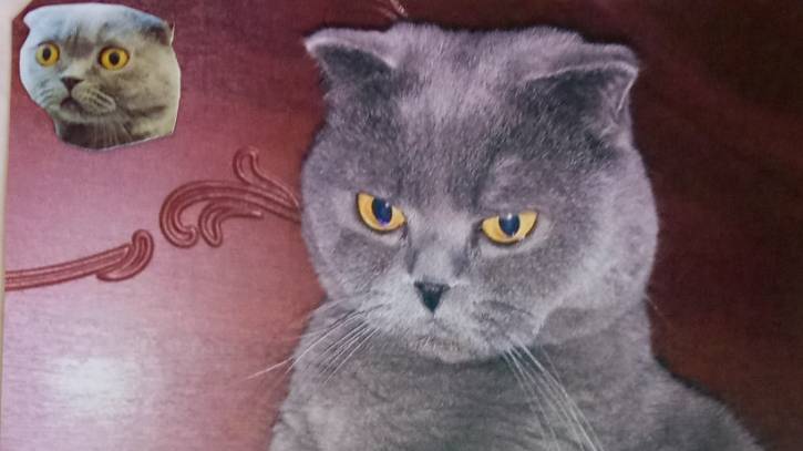 Наш кот Михалыч