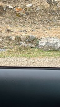 13-06-2023 суслик провожает. На большой земле выезд с Ольхона