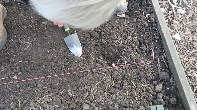 Planting Garlic And Shallots, Harvesting Tomatoes And Peppers.