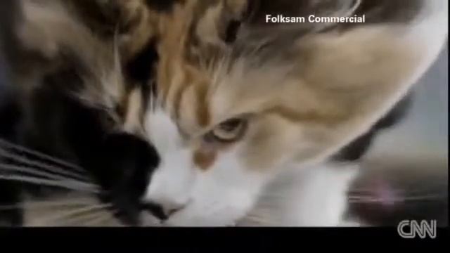 Кошки из ВДВ