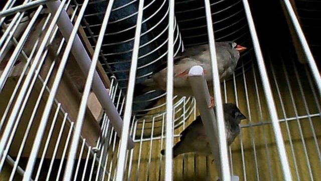 diamantes mandarin vigilados por una web cam