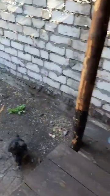 Серьёзный вольер для серьезной овчарки