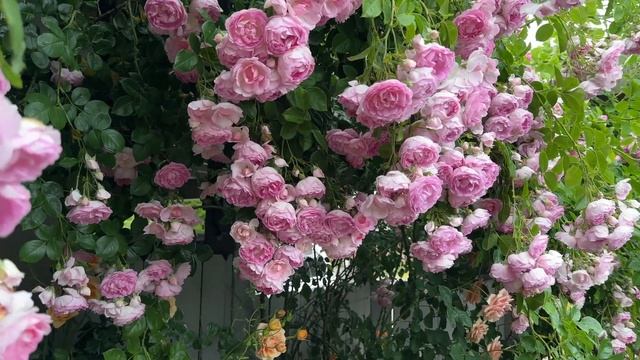 Jasmina Climbing Roses 2023