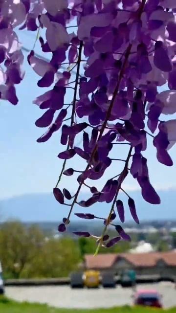 Сезон цветения глицинии в самом разгаре. Вам точно нужно это увидеть! 💜 #цветы  #georgia #travel