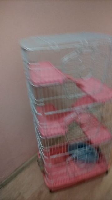VID_20250220_192139.mp4