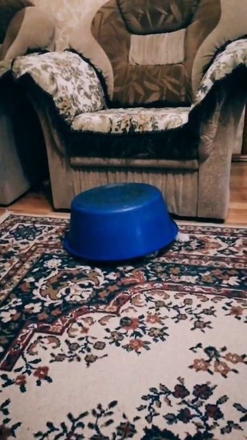 Коточерепаха
