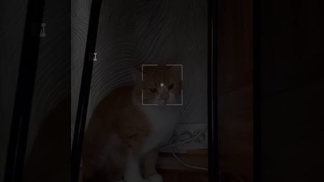 мой кот Васька