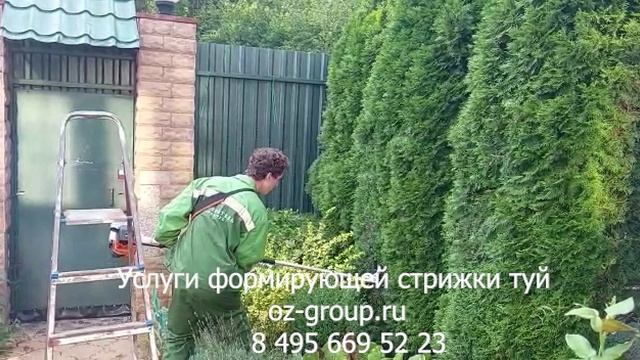 Услуги формирующей стрижки туй на даче. Выезд Агрономов по Москве и области. Звоните и заказывайте!