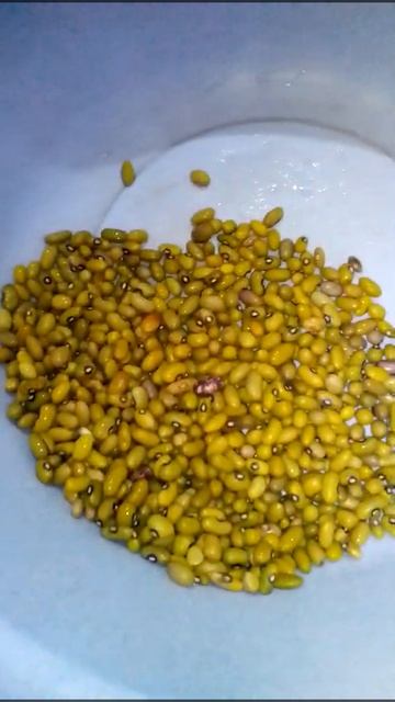Beans for cooking githeri