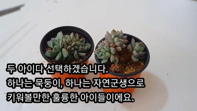 다육이 구매꿀팁♡ 아직도 다육이 막사시는거 아니죠?! 알고 사셔야 합니다.