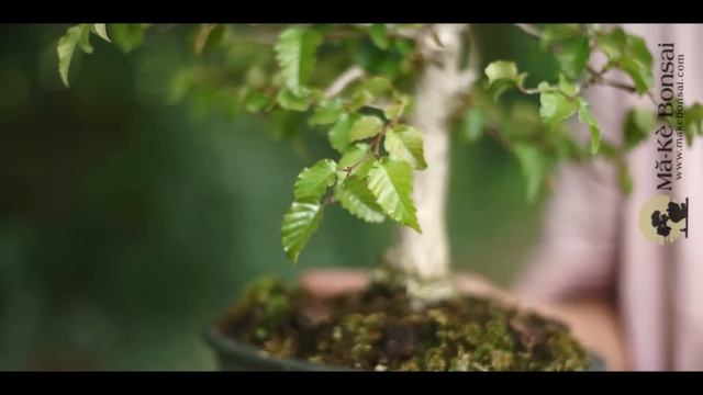 133) Korean Hornbeam - Carpinus coreana make very popular Bonsai Trees for Beginners