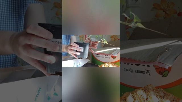 Огляд посилки від Яскравої клумби