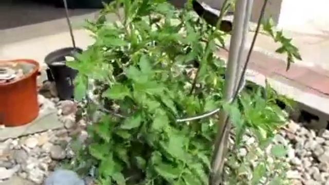 Big Beef Tomato Plants @ 30 Days 2013 Season Update