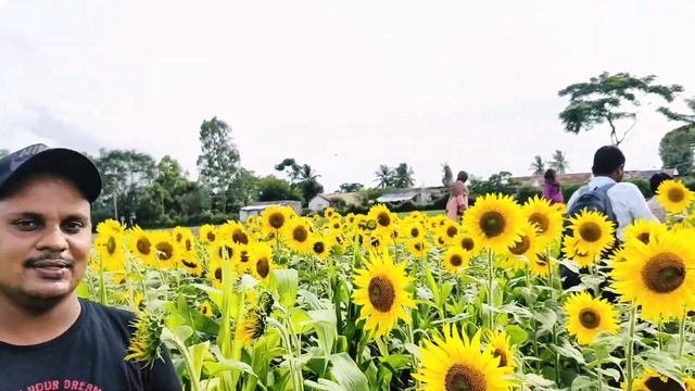 Gundlupet Sunflower Garden Karnataka | Gundlupet Sunflower season Vlog |