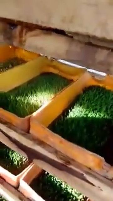 Creating Hydroponic Fodder For Livestock