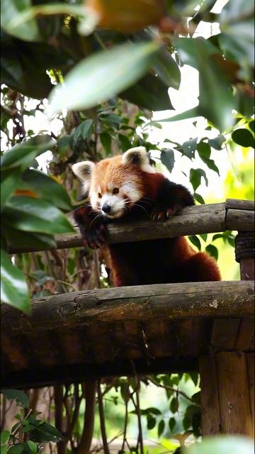 Красная панда зевает | The red panda yawns.